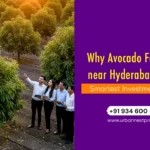 Avocado Farmlands for Sale in Hyderabad